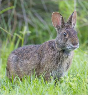 marsh rabbit predators in florida